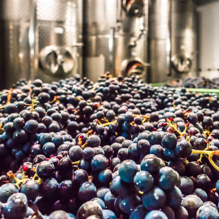 Rote Trauben vor Edelstahltanks