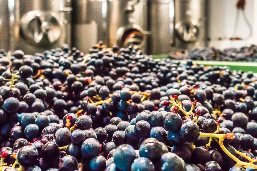 Rote Trauben vor Edelstahltanks