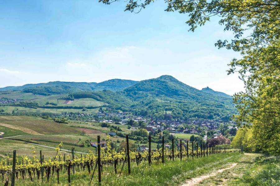 Blick von einem Weinberg nach Albersweiler