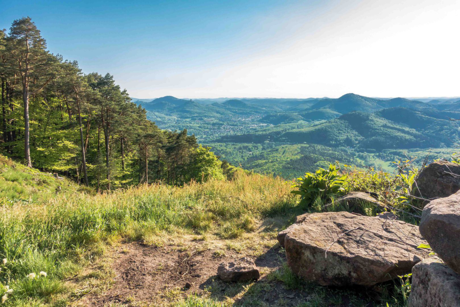 Blick auf die Berge des Pfälzer Waldes
